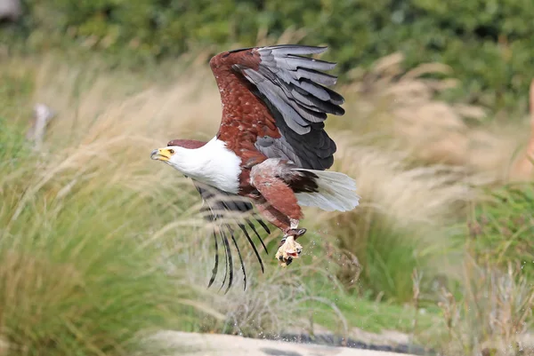 Egy Afrikai Sea Eagle Repülés Gyönyörködtető Étel Közelről — Stock Fotó