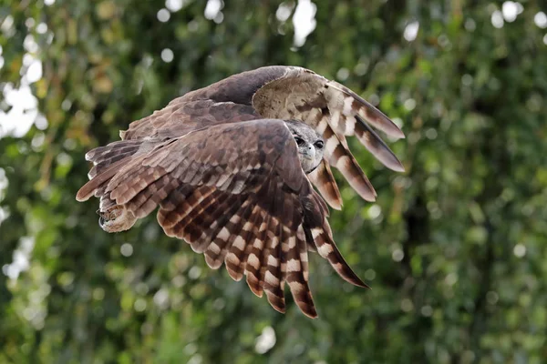 Close Van Een Verreaux Oehoe Vlucht — Stockfoto