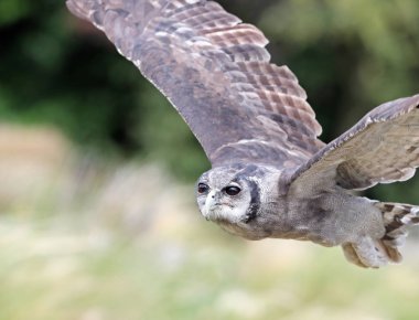 Bir Verreaux'ın kartal baykuş uçuş yakın çekim
