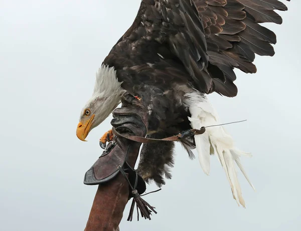 Close American Bald Eagle Landing — Stock Photo, Image