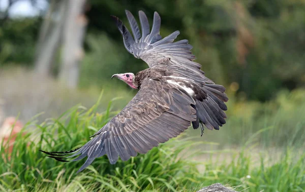 Primer Plano Buitre Cabeza Blanca Vuelo — Foto de Stock