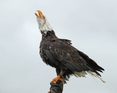 Bald Eagle Calling after landing clipart