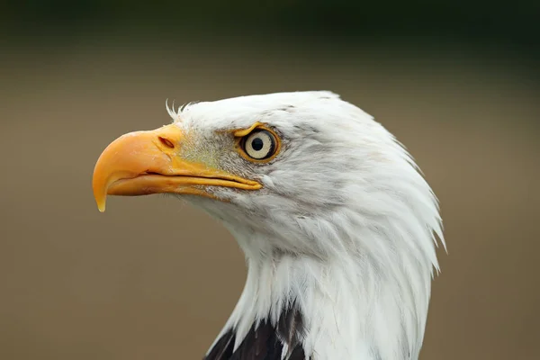 Portrait Bald Eagle — Stock Photo, Image