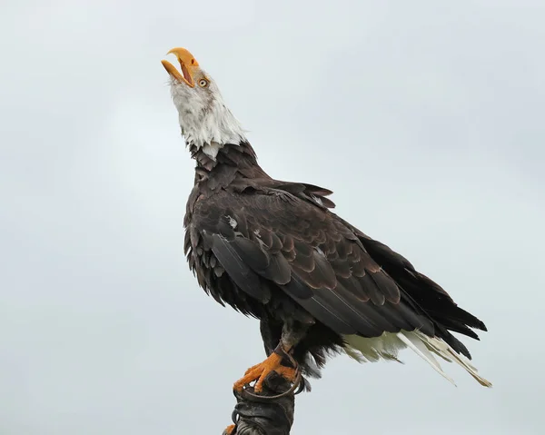 Bald Eagle Hívás Leszállás Után — Stock Fotó