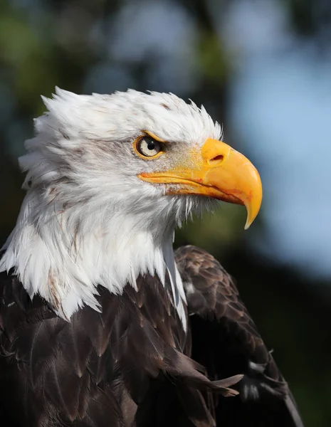 Retrato Águila Calva Americana — Foto de Stock