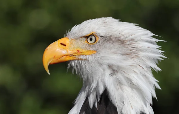 Portrait American Bald Eagle — Stock Photo, Image