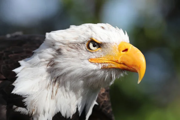 Retrato Uma Águia Careca Americana — Fotografia de Stock