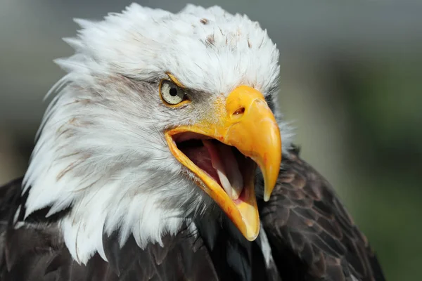 Close Bald Eagle — Stock Photo, Image