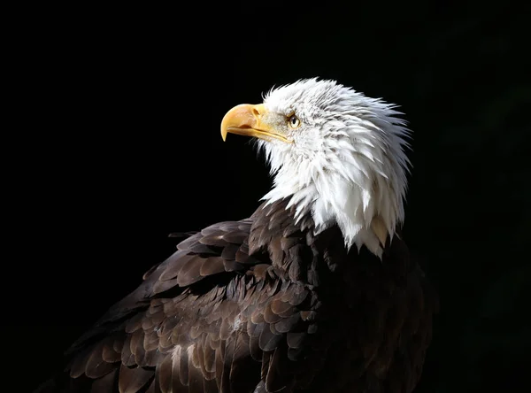 Close up of a Bald Eagle with black background