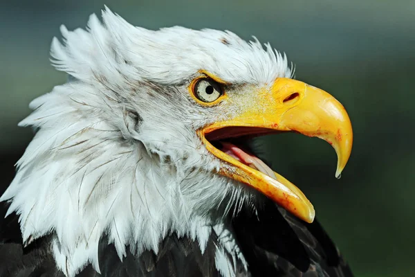 Close Bald Eagle — Stock Photo, Image