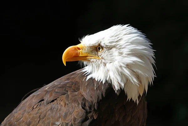 Zblízka Bald Eagle Černým Pozadím — Stock fotografie