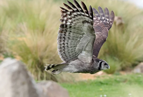 Primer Plano Búho Águila Vuelo Sobre Paisaje Abierto — Foto de Stock