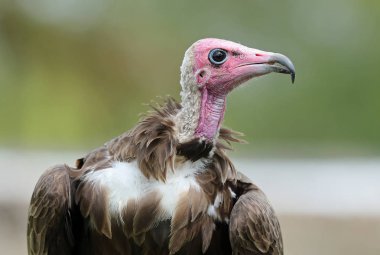 Bir hindi akbabası yakın çekim