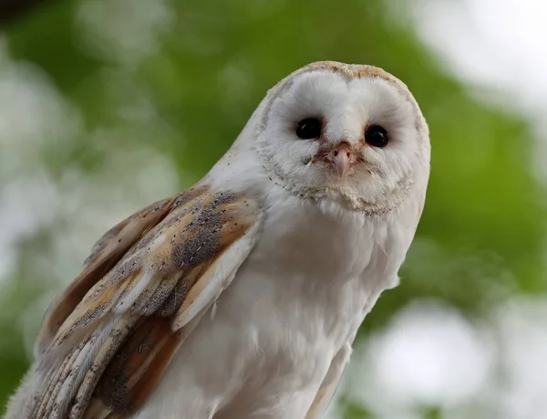 Portrait Barn Owl — Stock Photo, Image