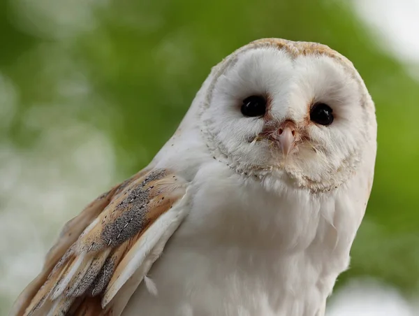 Portrait Barn Owl Royalty Free Stock Photos