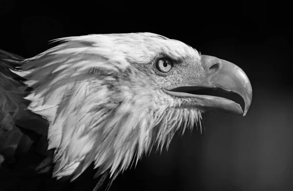 Retrato Águila Calva Blanco Negro Imagen de archivo