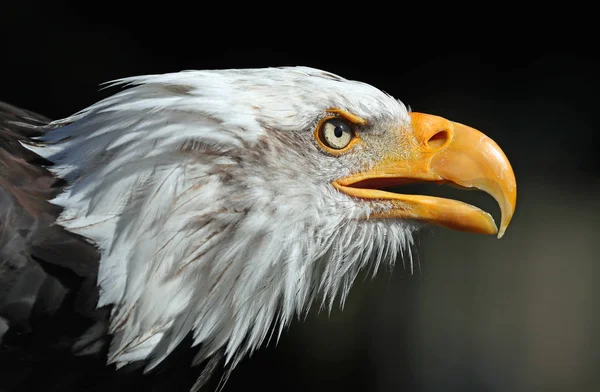 Retrato Águila Calva Imágenes de stock libres de derechos