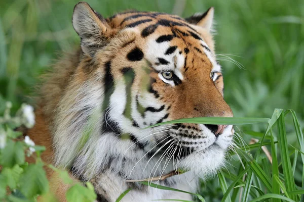 Close Van Een Amur Tijger Het Gras — Stockfoto