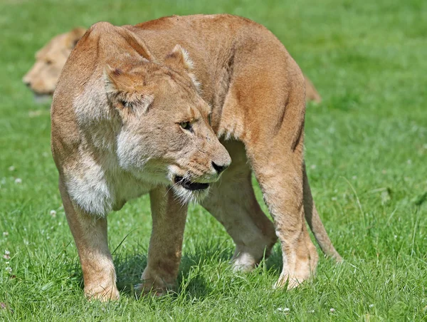 Närbild Afrikansk Lioness Stryker — Stockfoto