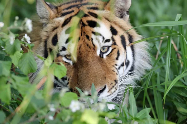 Close Van Een Amur Tijger Het Gras — Stockfoto