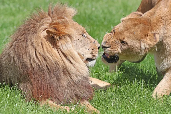 Närbild Arg Afrikansk Lioness Morrande Hennes Kompis — Stockfoto