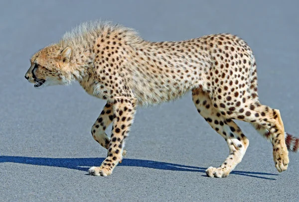 Close Van Een Mannelijke Cheetah Prowl — Stockfoto