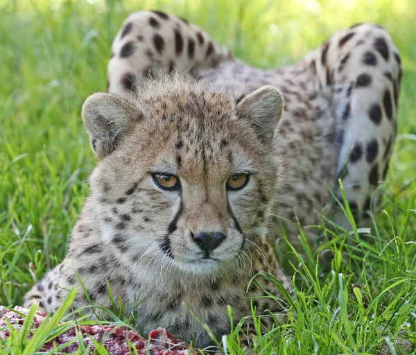 Close Van Een Mannelijke Cheetah — Stockfoto