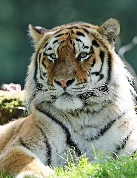 Porträtt Manlig Amur Tiger — Stockfoto