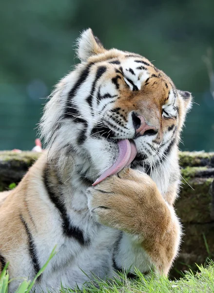 Retrato Tigre Amur Macho — Foto de Stock