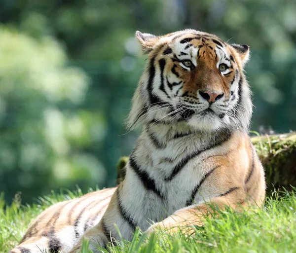 Porträt Eines Männlichen Amur Tigers — Stockfoto