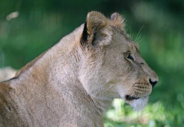 Primer Plano Una Leona Africana — Foto de Stock