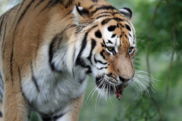 Porträtt Manlig Amur Tiger — Stockfoto