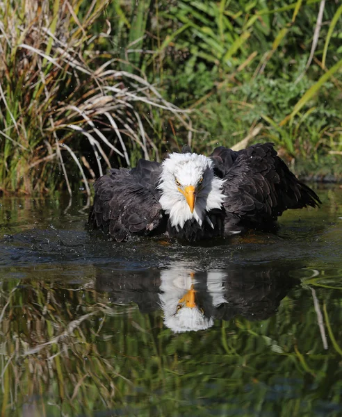 Zbliżenie American Bald Eagle Kąpieli — Zdjęcie stockowe