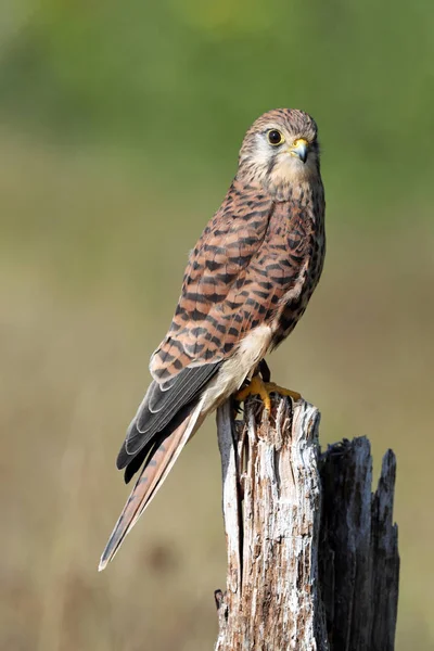 Portrait Lanner Falcon — Stock Photo, Image