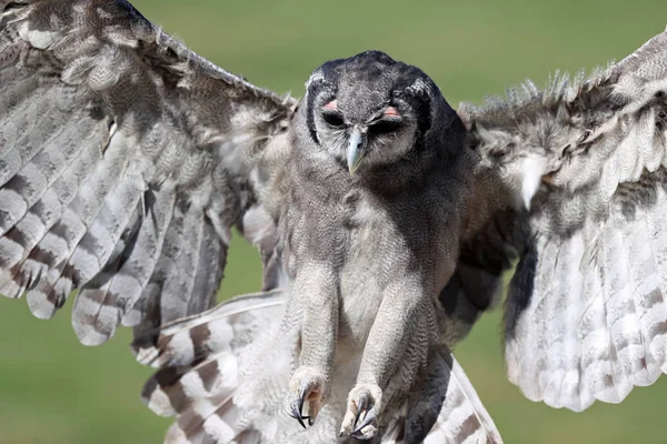 Nahaufnahme Eines Milchigen Uhus Flug — Stockfoto