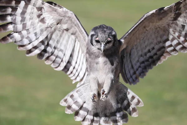 Primer Plano Búho Águila Lechosa Vuelo — Foto de Stock