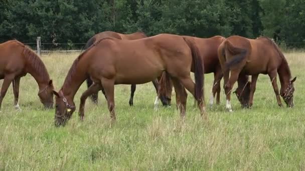 Le troupeau de chevaux paissent sur une prairie verte .