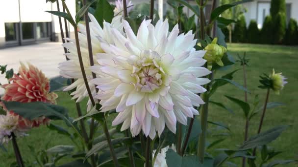 Flores Dalia Lila Blanca Nuestro Jardín — Vídeo de stock