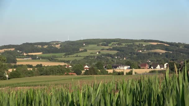 Panorama Terénu Kukuřičné Plantáže — Stock video