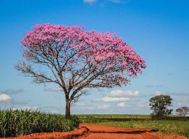 Ipe-roxo - Handroanthus impetiginosus