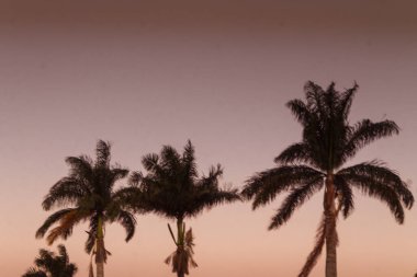 Palmiye ağaçları - Belediye baraj parkı - Jos Rio Preto - So Paulo - Brezilya