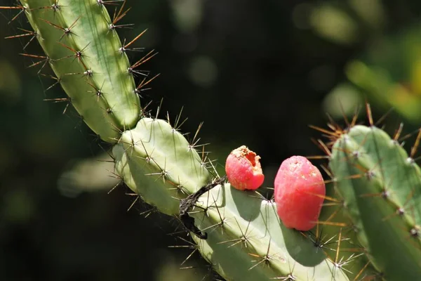 Cacto Brasileiro Mandacaru Cereus Jamacaru — Fotografia de Stock