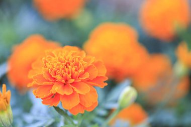 Turuncu (gerbera) papatya çiçek makro görüntü
