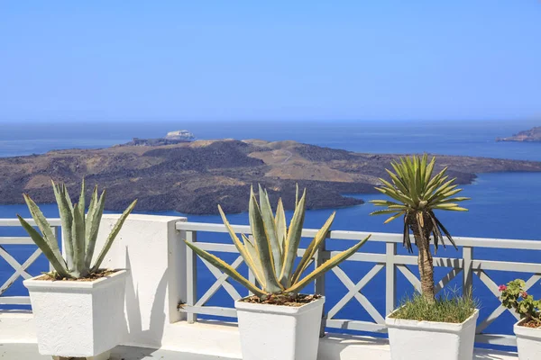 Aloe Vera Othe Rośliny Balkonie Thira Santorini Island Grecja — Zdjęcie stockowe
