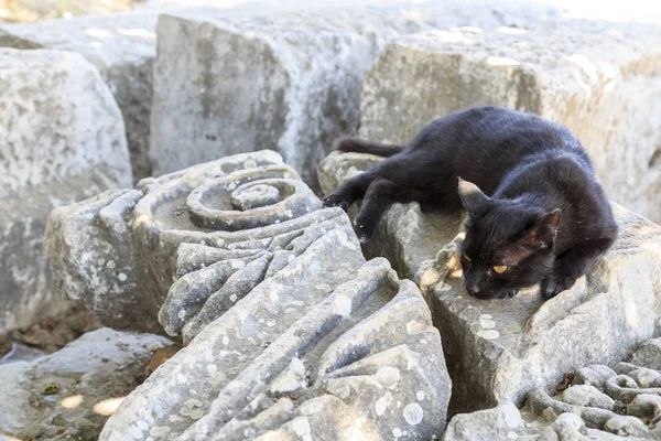 Black cat resting on ruins of ancient city Ephesus, Izmir, Turkey