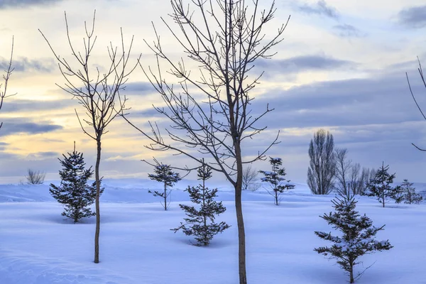 Маленькие Сосны Покрытые Снегом Закате — стоковое фото