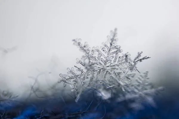 Ενιαία Διαφανής Χιόνι Flake Μπλε Λευκό Φόντο — Φωτογραφία Αρχείου