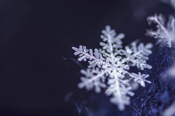 Egyetlen Snow Flake Sötét Kék Háttér — Stock Fotó