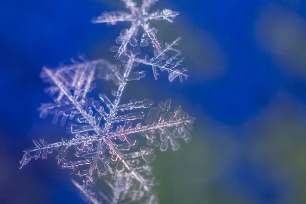 Два Великих Малих Снігових Пластівці Синьо Зеленому Тлі — стокове фото