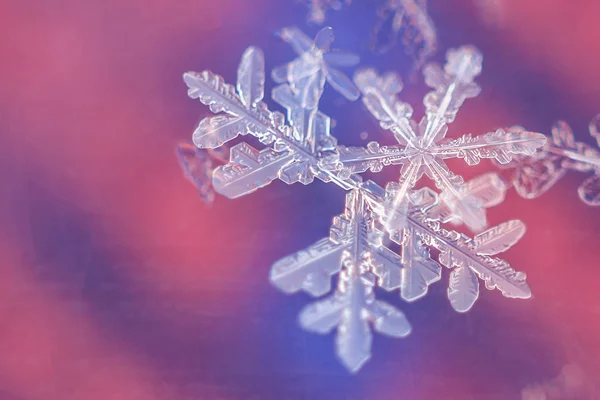 Floco Neve Único Fundo Colorido — Fotografia de Stock